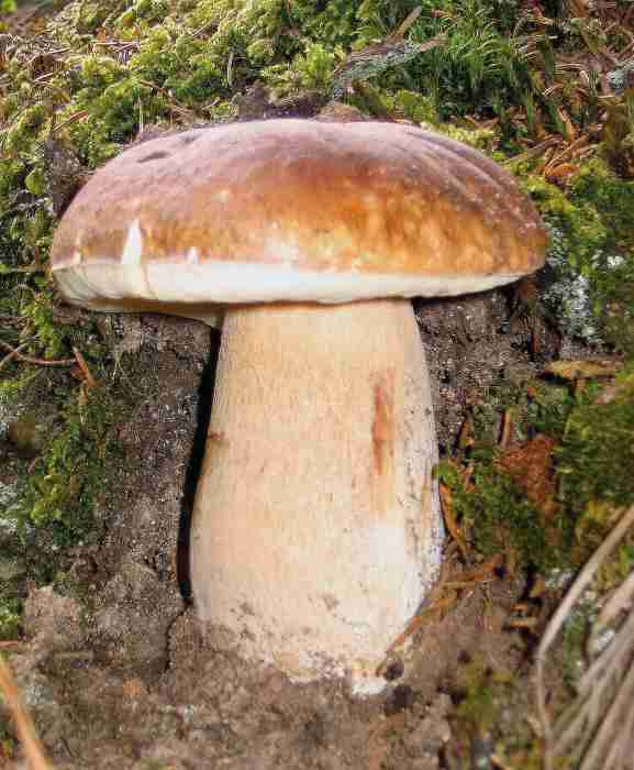  Image name: 287 Porcino.jpg 
 width: 577 pixel 
 height: 700 pixel 
 Size: 35248 bytes 
 Click to enlarge 